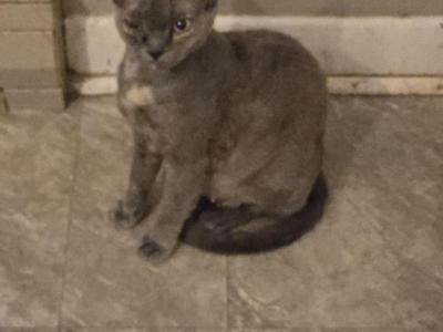 Lola - Devon Rex - Gallery Photo #1