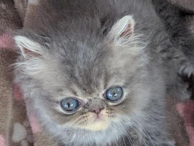 Trudy's Babies - Persian - Gallery Photo #1