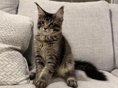 Blade - Maine Coon - Gallery Photo #1