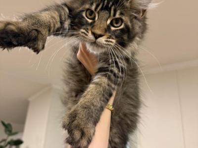 Thor - Maine Coon - Gallery Photo #1