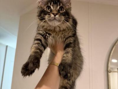 Leo - Maine Coon - Gallery Photo #1