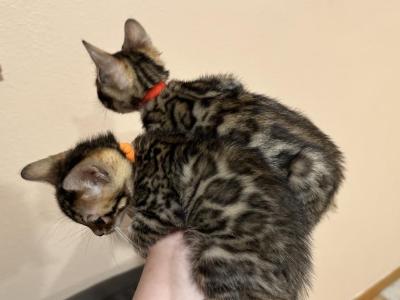 May 21st Bengal Kittens - Bengal - Gallery Photo #1