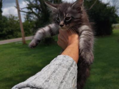 Fletcher - Maine Coon - Gallery Photo #1