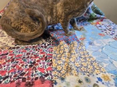 Lily - Devon Rex - Gallery Photo #1