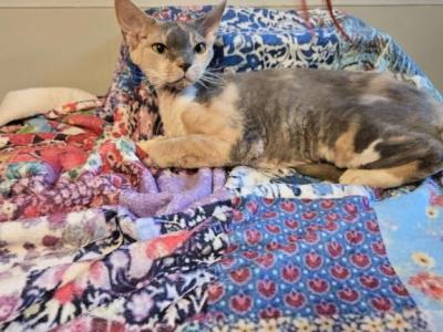 Paisley - Devon Rex - Gallery Photo #1