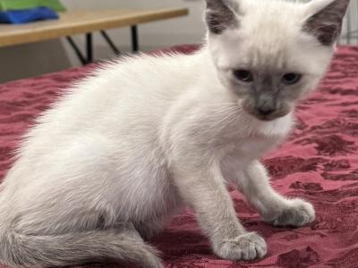 Blue Boy - Siamese - Gallery Photo #1