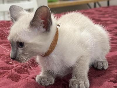 Brown Boy - Siamese - Gallery Photo #1