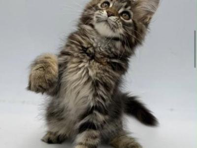 Maine Coon Kittens - Maine Coon - Gallery Photo #1