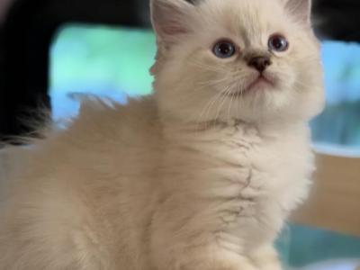 Lil' Bro - Ragdoll - Gallery Photo #1