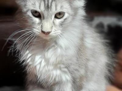Purebred Maine Coon Classic Tabby Female - Maine Coon - Gallery Photo #1