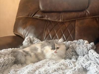 Pinky - Persian - Gallery Photo #1