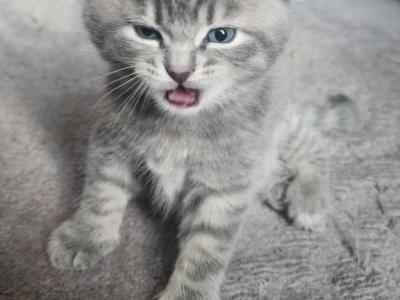 Cinco - Scottish Fold - Gallery Photo #1