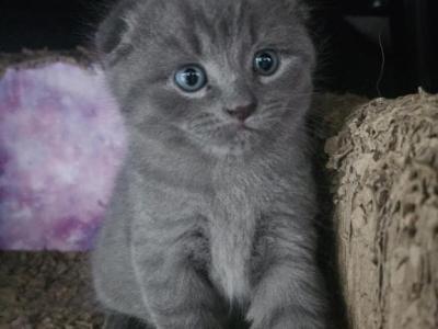 Jiggy - Scottish Fold - Gallery Photo #1