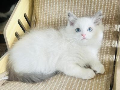 Major & Colonel - Ragdoll - Gallery Photo #1