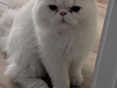 Ming - Persian - Gallery Photo #1