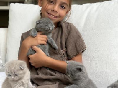 Classic Blue Scottish British Shorthair Mix - British Shorthair - Gallery Photo #1