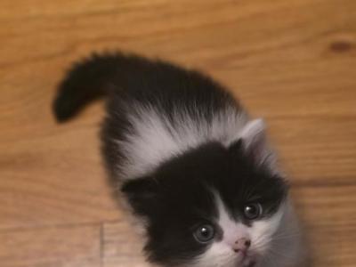 Jasper - Domestic - Gallery Photo #1