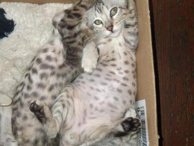 Bailey's Litter - Bengal - Gallery Photo #1