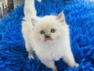 Lauren - Ragdoll - Gallery Photo #1