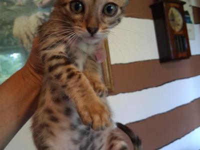 Bailey's Litter - Bengal - Gallery Photo #1