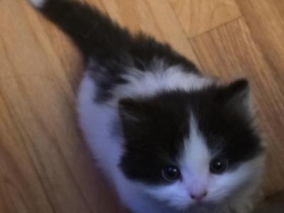 Onyx - Domestic - Gallery Photo #1