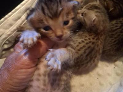 Co Co's Litter - Bengal - Gallery Photo #1