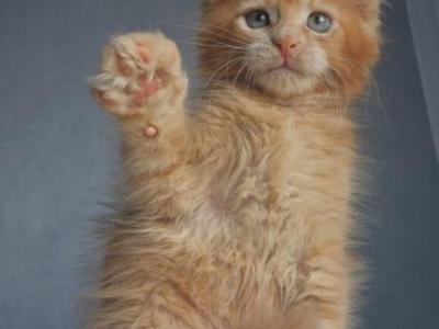 Maine Coon EZ Princ - Maine Coon - Gallery Photo #1
