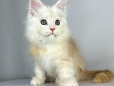 Maine Coon EZ Frank - Maine Coon - Gallery Photo #1