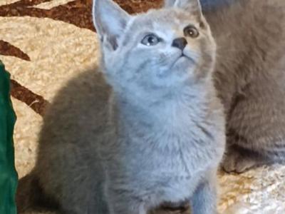 Russian Blue Kevin - Russian Blue - Gallery Photo #1