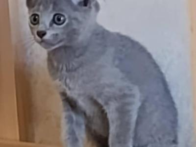 Russian Blue Devin - Russian Blue - Gallery Photo #1