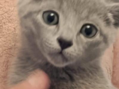 Russian Blue Julia - Russian Blue - Gallery Photo #1