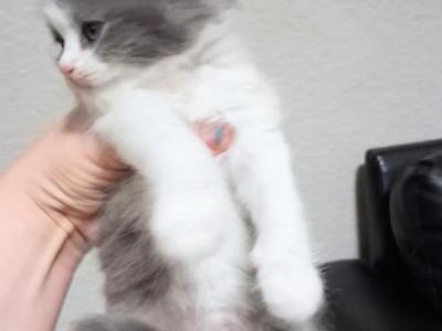 Caramels Kittens Male Female - Persian - Gallery Photo #1