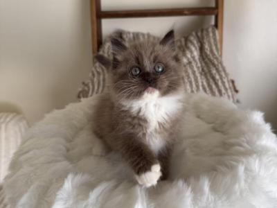 Poppy - Ragdoll - Gallery Photo #1