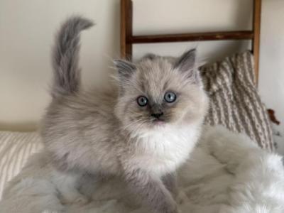 Iris - Ragdoll - Gallery Photo #1