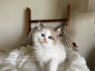 Ruby - Ragdoll - Gallery Photo #1