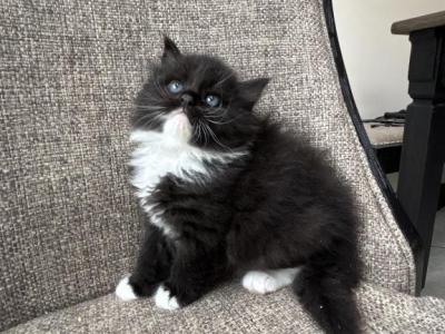 Boy Siberian Purebred Solid Black With White - Siberian - Gallery Photo #1