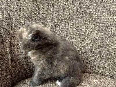 Girl Siberian Purebred Blue Cream Torbie - Siberian - Gallery Photo #1