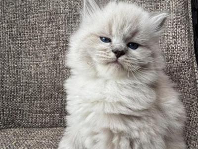 Boy Siberian Purebred Seal Lynx Point With White - Siberian - Gallery Photo #1