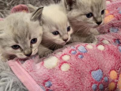 Ragamese Kittens - Siamese - Gallery Photo #1