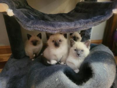 Ragamese Kitten Wait List - Ragdoll - Gallery Photo #1