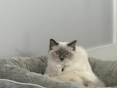 Rose - Ragdoll - Gallery Photo #1