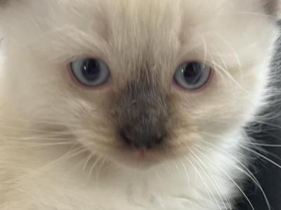 Ragdolls - Ragdoll - Gallery Photo #1