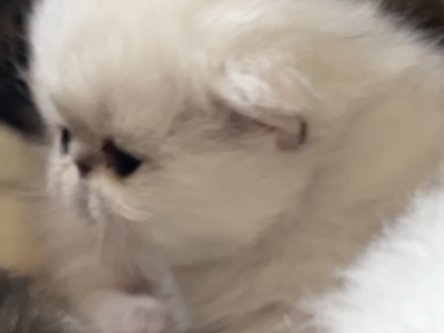 Bao Litter - Persian - Gallery Photo #1