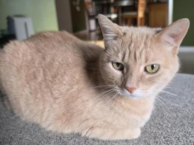 Lucy - Siamese - Gallery Photo #1