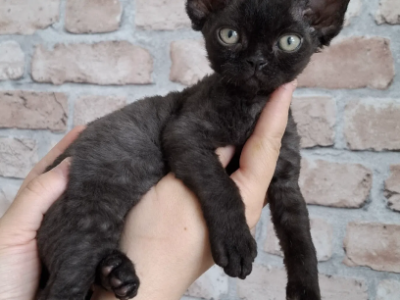 Curly Black Male - Devon Rex - Gallery Photo #1