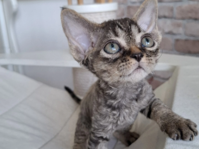 Curly Black Tabby Female - Devon Rex - Gallery Photo #1
