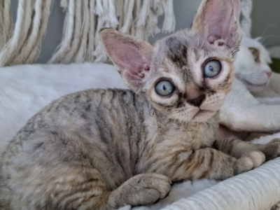 Tortie Tabby Female - Devon Rex - Gallery Photo #1