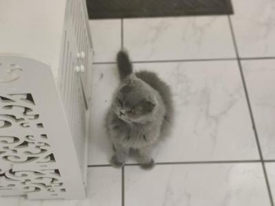Gucci - Russian Blue - Gallery Photo #1