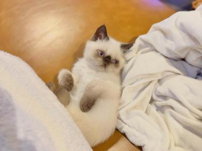Exotic Shorthair Persian Kitten - Persian - Gallery Photo #1