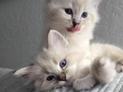Baby Ragdolls - Ragdoll - Gallery Photo #1
